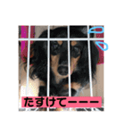 ココと愉快な仲間たち！（個別スタンプ：37）