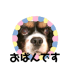 栃木弁を話す、ブサかわ犬（個別スタンプ：1）