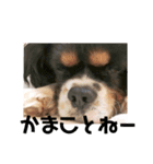 栃木弁を話す、ブサかわ犬（個別スタンプ：3）