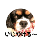 栃木弁を話す、ブサかわ犬（個別スタンプ：4）