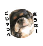 栃木弁を話す、ブサかわ犬（個別スタンプ：5）