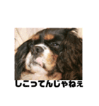 栃木弁を話す、ブサかわ犬（個別スタンプ：6）