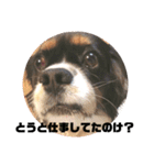 栃木弁を話す、ブサかわ犬（個別スタンプ：7）