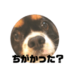 栃木弁を話す、ブサかわ犬（個別スタンプ：10）