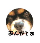 栃木弁を話す、ブサかわ犬（個別スタンプ：11）