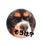 栃木弁を話す、ブサかわ犬（個別スタンプ：16）
