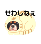 栃木弁を話す、ブサかわ犬（個別スタンプ：19）
