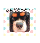 栃木弁を話す、ブサかわ犬（個別スタンプ：20）
