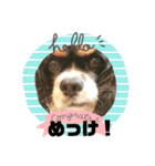 栃木弁を話す、ブサかわ犬（個別スタンプ：23）