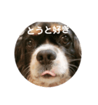 栃木弁を話す、ブサかわ犬（個別スタンプ：24）