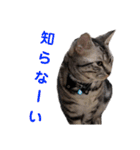 ぼく、ジーク！ 2（個別スタンプ：10）