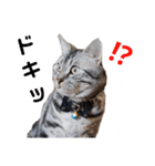ぼく、ジーク！ 2（個別スタンプ：16）