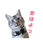 ぼく、ジーク！ 2（個別スタンプ：19）