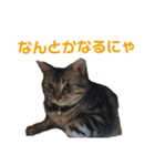 ぼく、ジーク！ 2（個別スタンプ：39）