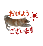 癒し犬すみれ＊ワン（個別スタンプ：1）