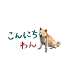 癒し犬すみれ＊ワン（個別スタンプ：4）