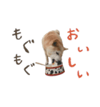 癒し犬すみれ＊ワン（個別スタンプ：5）