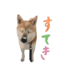 癒し犬すみれ＊ワン（個別スタンプ：7）