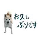 癒し犬すみれ＊ワン（個別スタンプ：8）