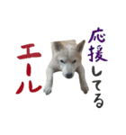 癒し犬すみれ＊ワン（個別スタンプ：9）