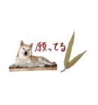癒し犬すみれ＊ワン（個別スタンプ：10）