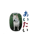 癒し犬すみれ＊ワン（個別スタンプ：11）