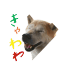 癒し犬すみれ＊ワン（個別スタンプ：12）