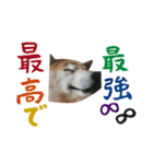 癒し犬すみれ＊ワン（個別スタンプ：13）