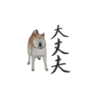 癒し犬すみれ＊ワン（個別スタンプ：15）
