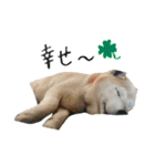 癒し犬すみれ＊ワン（個別スタンプ：16）