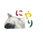 癒し犬すみれ＊ワン（個別スタンプ：18）