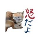 癒し犬すみれ＊ワン（個別スタンプ：19）