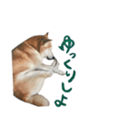 癒し犬すみれ＊ワン（個別スタンプ：20）