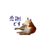 癒し犬すみれ＊ワン（個別スタンプ：21）
