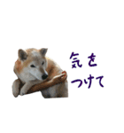 癒し犬すみれ＊ワン（個別スタンプ：22）