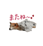 癒し犬すみれ＊ワン（個別スタンプ：23）