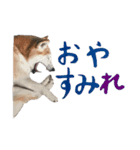 癒し犬すみれ＊ワン（個別スタンプ：24）