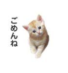 ネコの日常02♪（個別スタンプ：7）