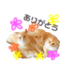 ネコの日常02♪（個別スタンプ：11）