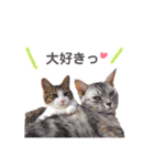ネコの日常02♪（個別スタンプ：16）