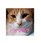 ぶっさん2（個別スタンプ：8）