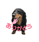 jack1（個別スタンプ：1）