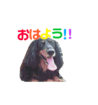 jack1（個別スタンプ：12）