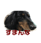 jack1（個別スタンプ：15）