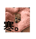 ララちん（個別スタンプ：12）