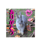 うさぎちゃんランド（個別スタンプ：1）