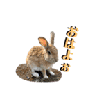 うさぎちゃんランド（個別スタンプ：2）