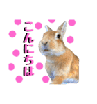 うさぎちゃんランド（個別スタンプ：3）