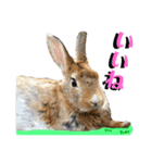 うさぎちゃんランド（個別スタンプ：5）