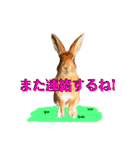 うさぎちゃんランド（個別スタンプ：9）